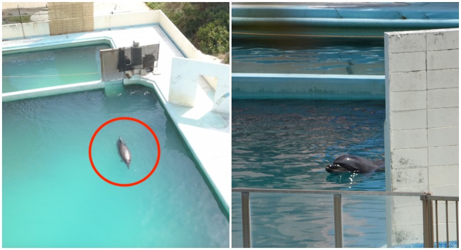 Lonely Dolphin Swimming in Abandoned Japanese Aquarium Will Break Your Heart