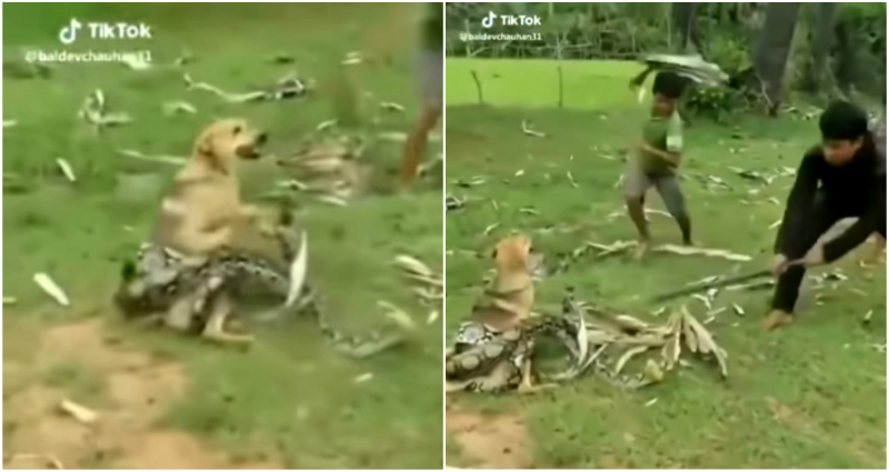 Brave Boys Fight to Save Their Dog From Being Taken By a Massive Snake