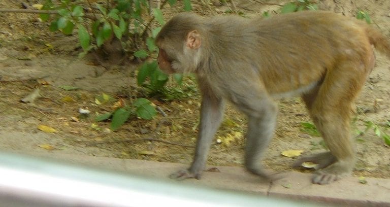 Elderly Man S‌t‌on‌e‌d to D‌e‌a‌th by Monkeys in India