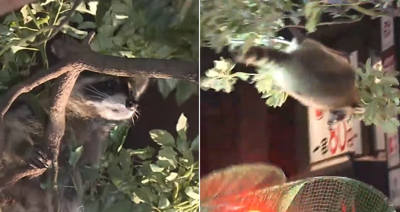 tokyo raccoon