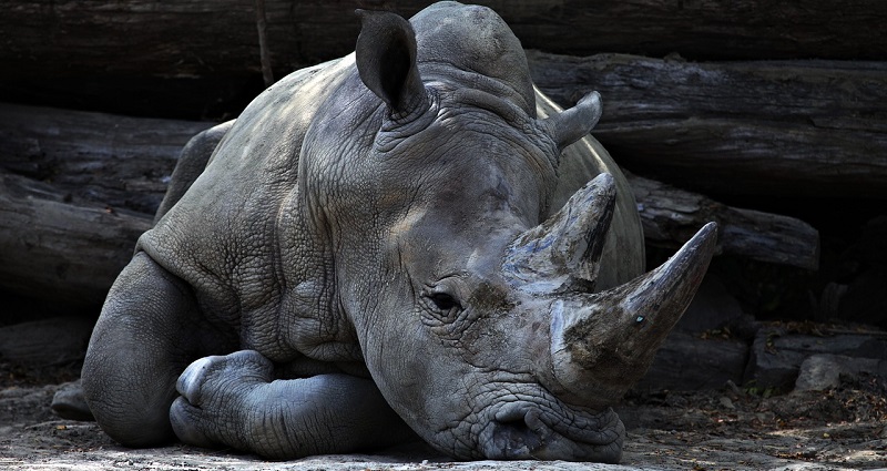 China Reverses Ban on Tiger Bones and Rhino Horns For Traditional Medicine Use