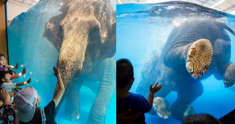 Thai Underwater Elephant Show Sparks Animal Cruelty Debate