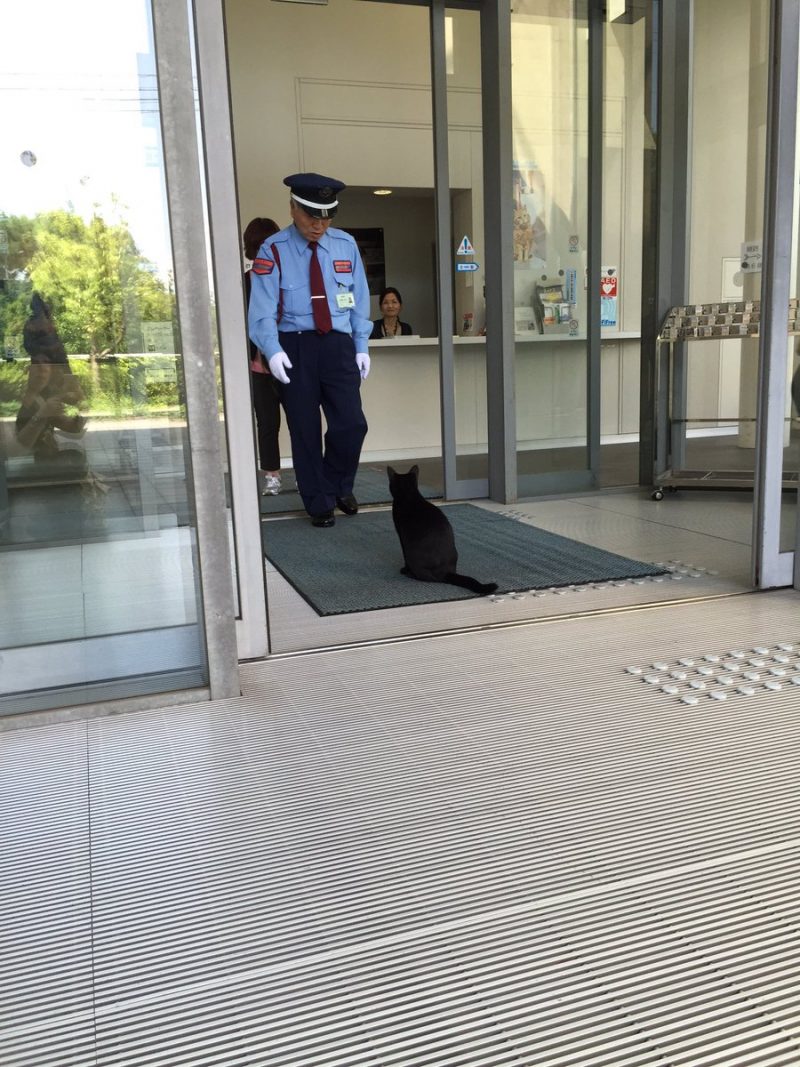 japanese cats