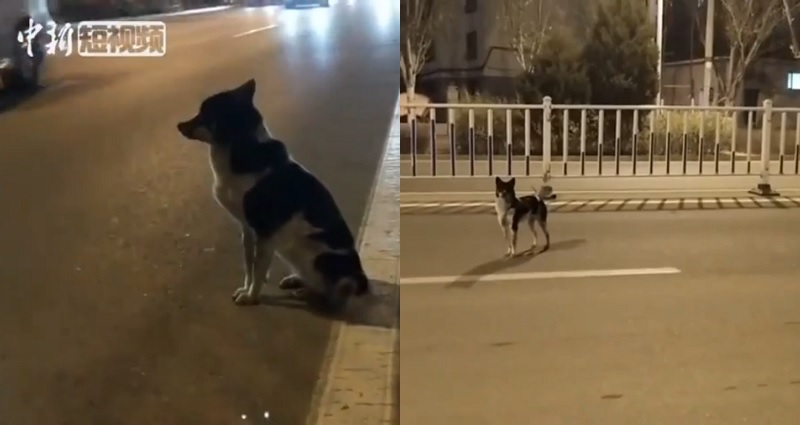 chinese dog
