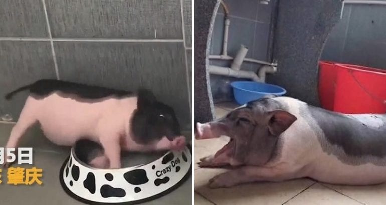Chinese College Student Forced to Give Up Pet ‘Miniature Pig’ After It Grows Up