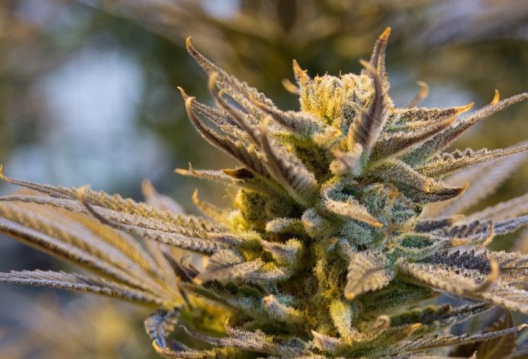 South Korea Becomes the First East Asian Country to Legalize Medical Marijuana