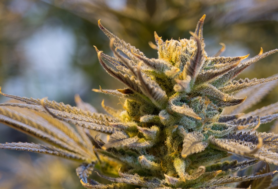 South Korea Becomes the First East Asian Country to Legalize Medical Marijuana