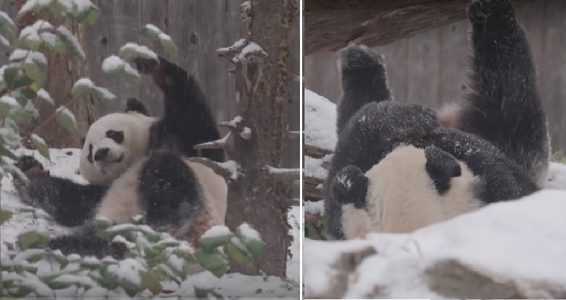 giant panda