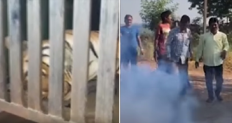india tigers
