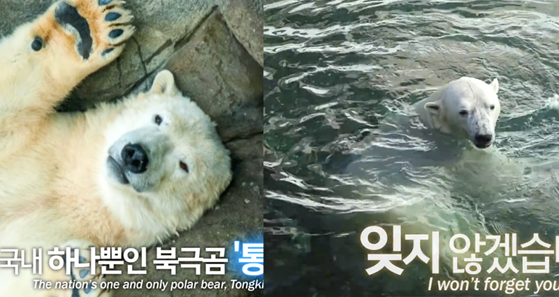 polar bear