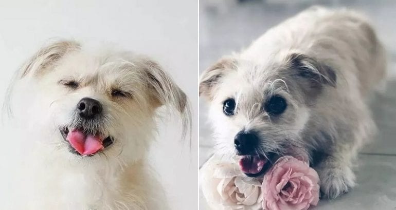 China’s Most Famous Celebrity Dog Has Been Cloned for $55,000