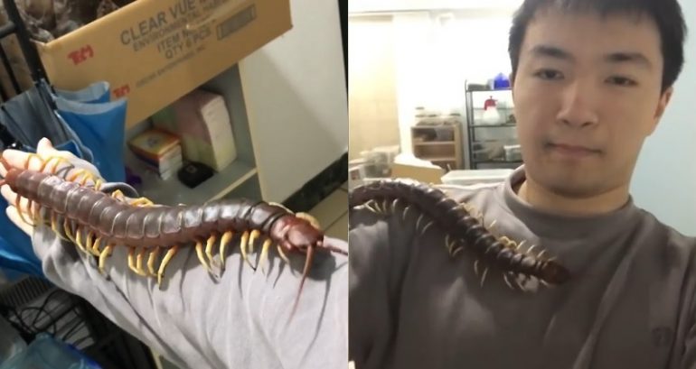 Taiwanese Bio Student Creeps Netizens Out with His Venomous 17-Inch Centipede