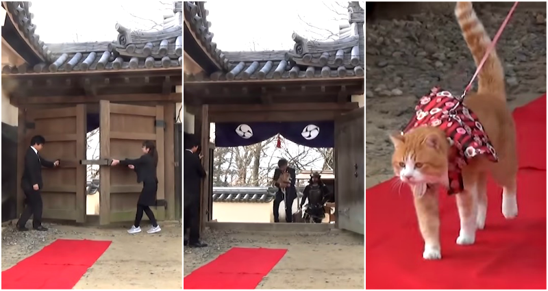 japanese cat