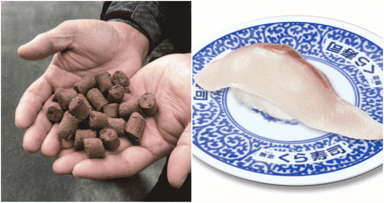 Japanese Sushi Chain to Serve Chocolate-Fed Fish for Valentine’s Day