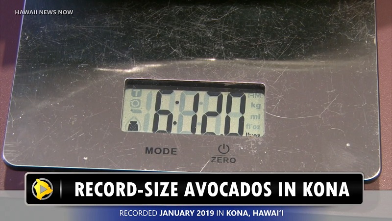 A farmer from Holualao, Hawaii has been making news lately for his incredibly large avocados, which are as heavy as a human baby.