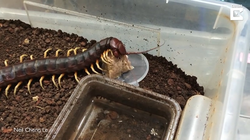 Most often, people go for tarantulas or scorpions when they want to have a more exotic pet; but not Taiwanese student Neil Cheng Le – he prefers to have a creepy, 17-inch long highly venomous centipede crawling on his body.