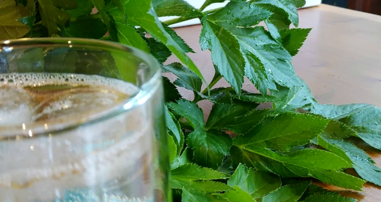 Japanese Plant Discovered to Have New Anti-Aging Compounds, Study Finds