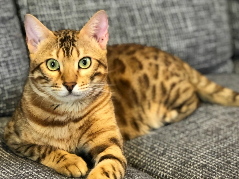 Cat lovers in Japan can now turn themselves into hyper-realistic clones of their pets.