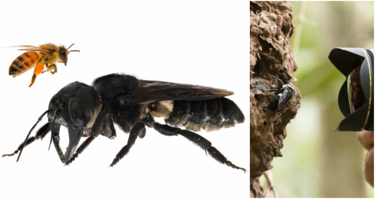 World’s Largest Bee Thought Extinct Makes a Comeback in Indonesia