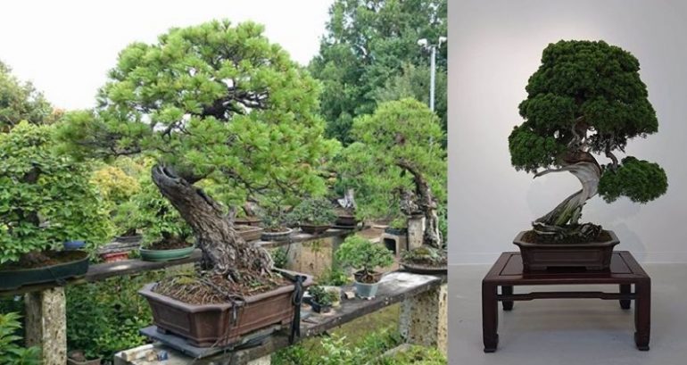 Thieves Steal 400-Year-Old Bonsai Trees Worth $118,000 in Japan