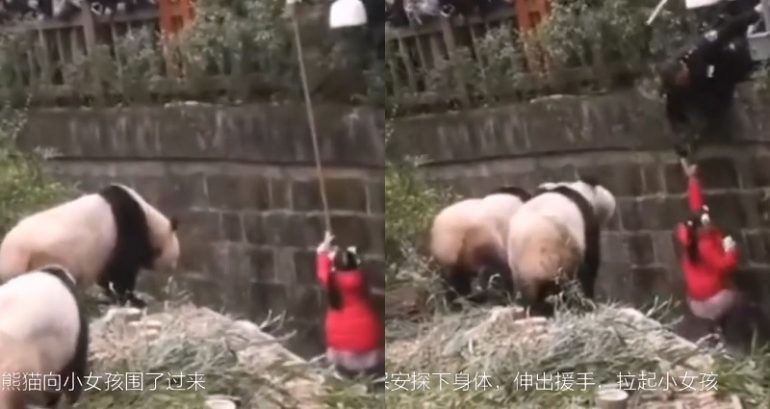 Curious Pandas Watch as Girl is Saved After Falling Into Their Enclosure