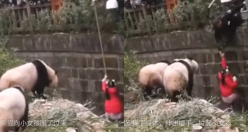 panda