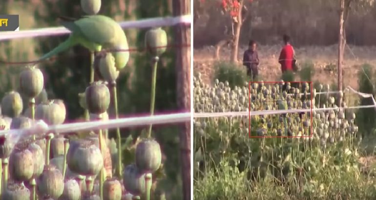 Opium-Addicted Parrots Are Destroying Poppy Crops in India