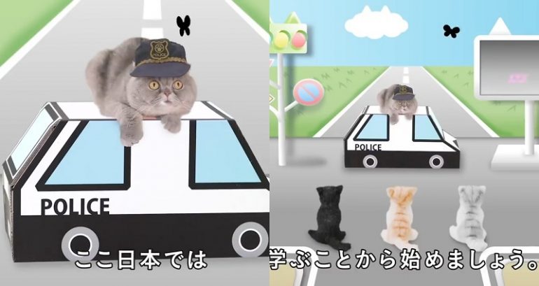 Animal Psychologists in Japan Create Traffic Safety Video… for Cats