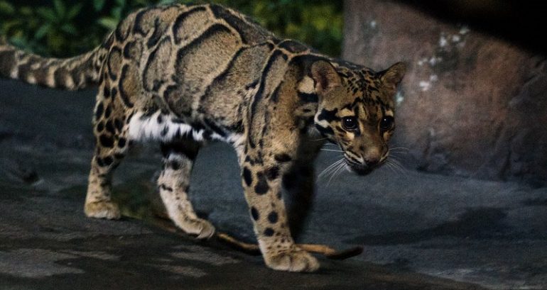 Rare Leopard Thought ‘Extinct’ Spotted in Taiwan’s Wilderness After 36 Years