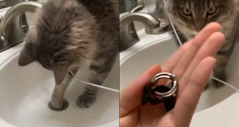 Woman Goes Viral After Using Cat to Recover a Ring That Fell Down Bathroom Sink