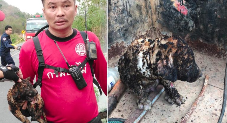 Thai Firefighters Save Puppies Trapped by Fire