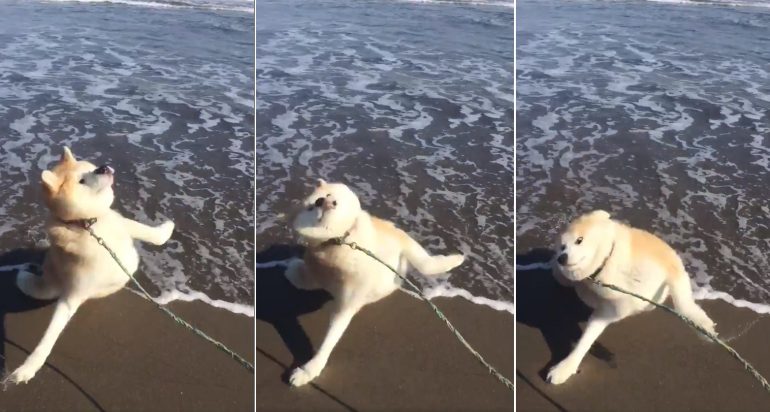 Derpy Akita Inu Visits the Beach for the First Time, Doesn’t Understand Water