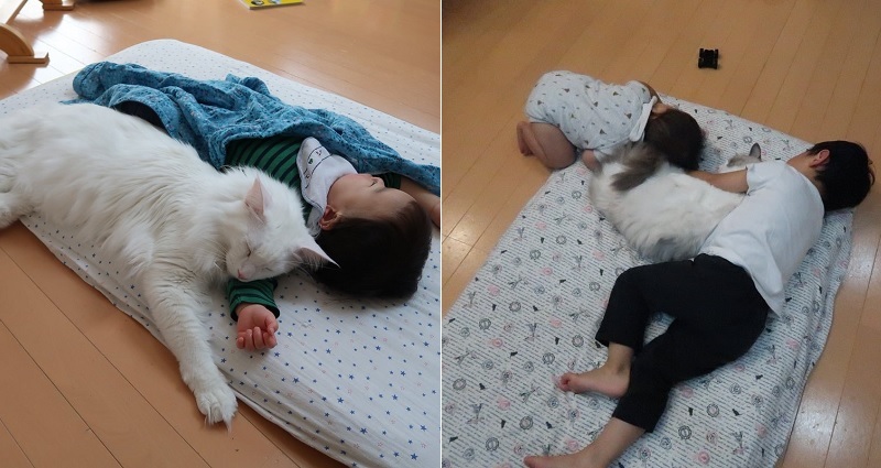 cats