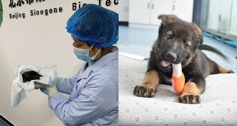 Chinese Police Cloned a Badass Wolfdog Known as the ‘Sherlock Holmes’ of Dogs