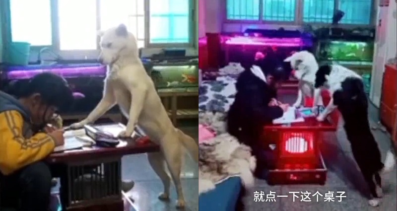 good dog