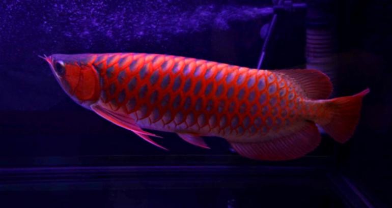 The World’s Most Expensive Fish Costs Up to $300K And is Sometimes Given Plastic Surgery