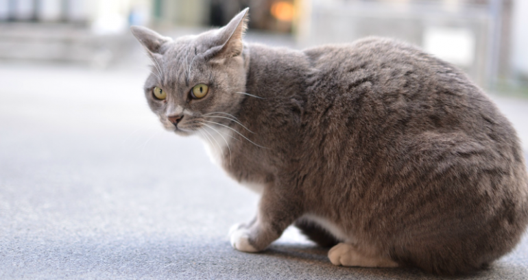 Cats Respond to the Sound of Their Names, Japanese Study Finds