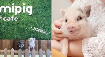 Tokyo Opens Its First Teacup Pig Cafe