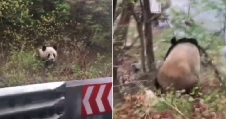 ‘Ni hao, panda’: Chinese Mailman Bumps into a Wild Panda on His Way to Work