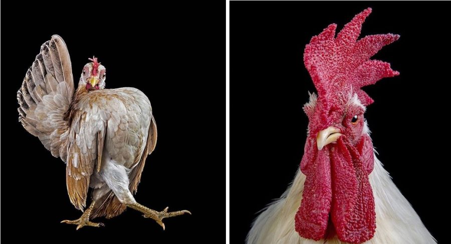 Malaysia’s Best Cocks Show Themselves Off at Special Beauty Pageants