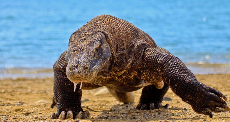 Komodo Island is Closing Because People are Stealing Komodo Dragons and ...