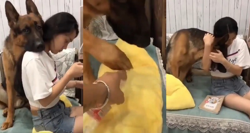 Good Boy Protects Owner from Really No Good Wet Pants Prank