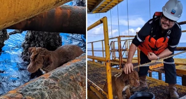 Oil Rig Workers Rescue Dog Swimming 135 Miles Off Thailand’s Coast