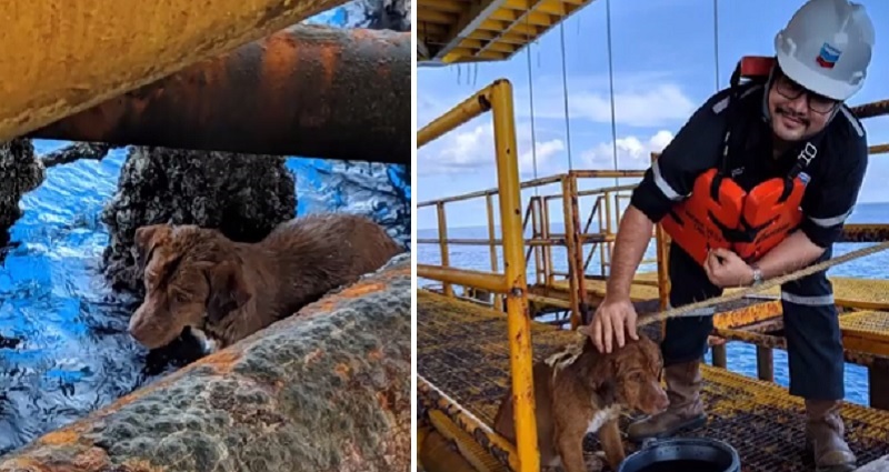 Oil Rig Workers Rescue Dog Swimming 135 Miles Off Thailand’s Coast