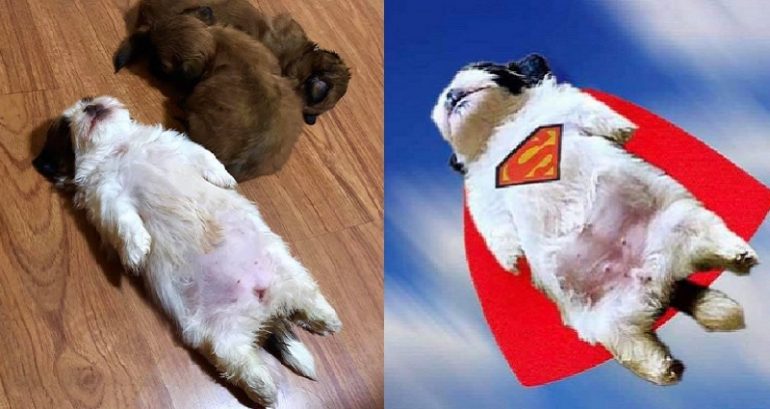 Woman’s Shih Tzu Puppy Goes Viral Because of the Adorable Way it Sleeps
