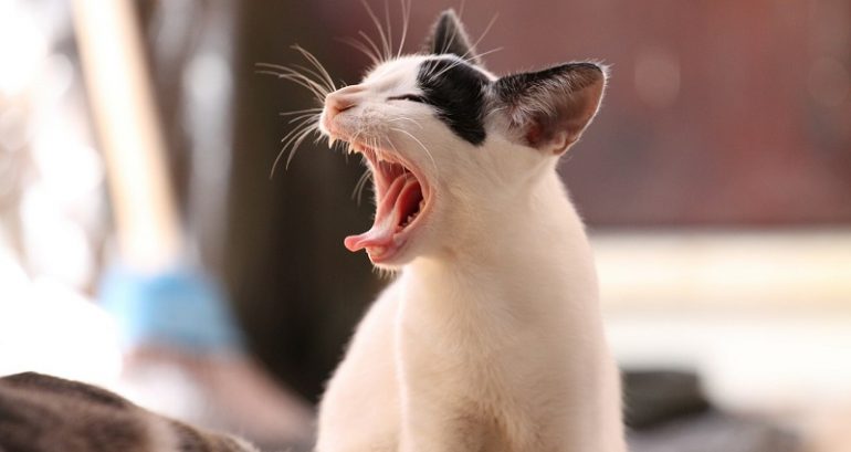 U.S. Program Took Cat Meat From Chinese Markets and Fed it to Other Cats for ‘Research’