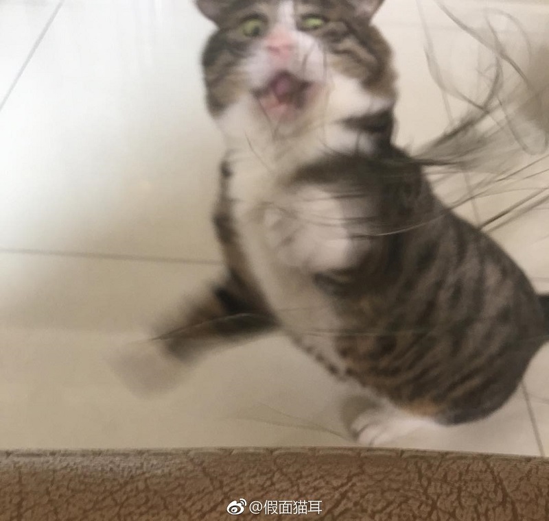 Most people perceive cats as being neutral, graceful animals with little to no expressions at all, but they clearly haven’t met Ah Fei -- a cat that is winning the hearts of many netizens for his expressive and dramatic reactions to random things.