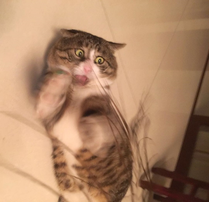 Most people perceive cats as being neutral, graceful animals with little to no expressions at all, but they clearly haven’t met Ah Fei -- a cat that is winning the hearts of many netizens for his expressive and dramatic reactions to random things.