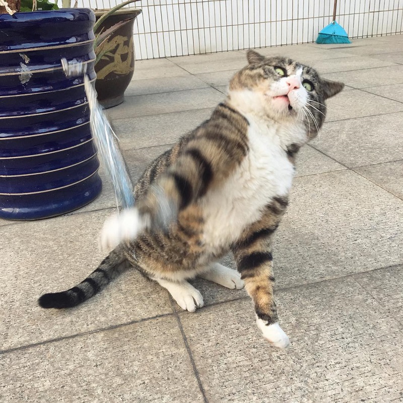 Most people perceive cats as being neutral, graceful animals with little to no expressions at all, but they clearly haven’t met Ah Fei -- a cat that is winning the hearts of many netizens for his expressive and dramatic reactions to random things.