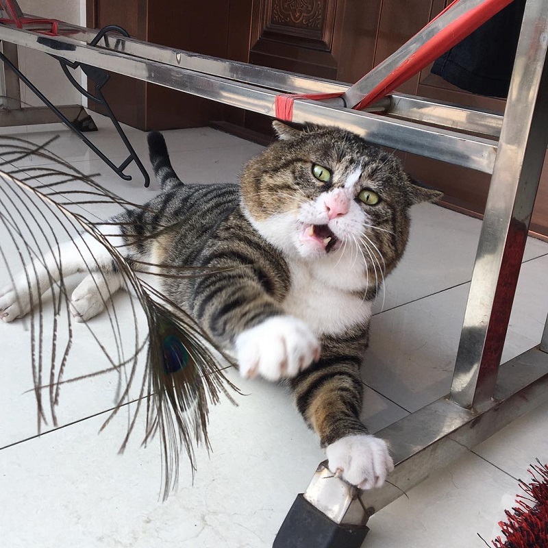 Most people perceive cats as being neutral, graceful animals with little to no expressions at all, but they clearly haven’t met Ah Fei -- a cat that is winning the hearts of many netizens for his expressive and dramatic reactions to random things.